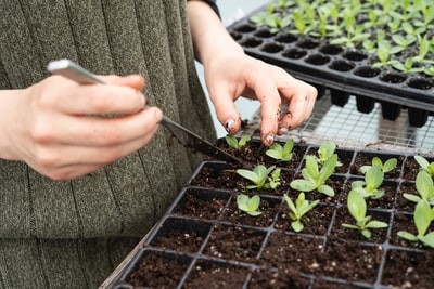 把绿色植物放在黑色塑料盆上的人